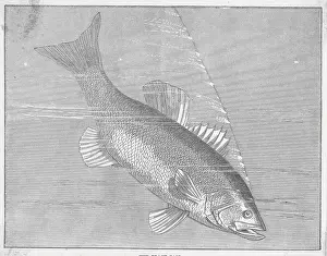 Drawing of Black Bass
