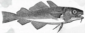 Drawing of Common Cod