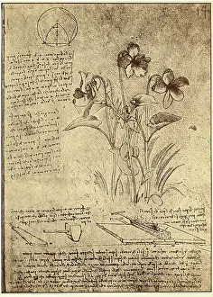 Circle Prints: Drawing of Flowers and Diagrams by Leonardo da Vinci