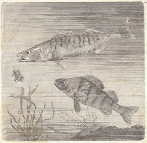 Drawing of Giant Perch and Common Perch