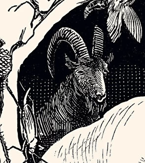 Bovidae Gallery: Drawing of a Goat