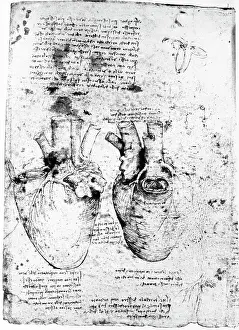 Drawing of the Human Heart and its Blood Vessels by Leonardo da Vinci