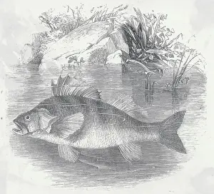 Drawing of a Perch