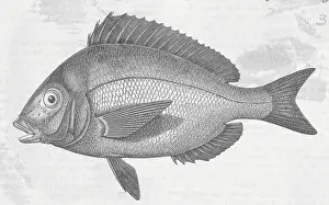 Drawing of Porgy