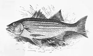 Drawing of Striped Bass