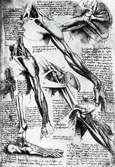 Florentine School Prints: Drawing Studies of Arms, Hands, and Feet by Leonardo da Vinci