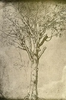 Florentine School Prints: Drawing of a Tree by Leonardo da Vinci