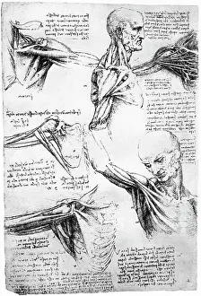 Shoulder Prints: Drawings of Shoulder Anatomy by Leonardo Da Vinci