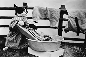 Housework Prints: Dressed- up cat washing clothes in wash tub