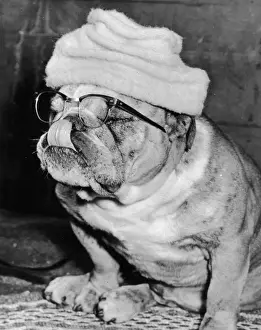 Dressed Up Dog
