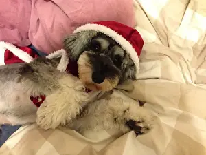 Santa Hat Prints: Dressed Up Dogs