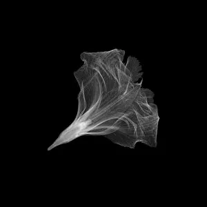 Delicate Gallery: Dried dendrobium, X-ray