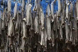 Images Dated 12th May 2011: Dried fish, Iceland, Europe