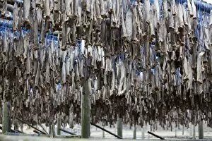 Dried fish, Iceland, Europe