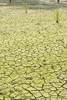 Lakes Prints: Dried up lake with many cracks