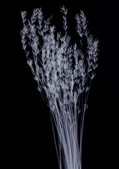 Detailed View Collection: Dried lavender (Lavandula sp.), X-ray