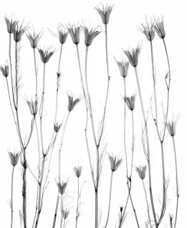 Detailed View Collection: Dried lisianthus (Eustoma grandiflorum), X-ray