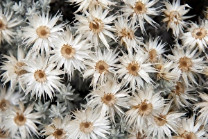 Images Dated 11th October 2010: Dried white everlasting straw flowers -Helichrysum spp-, near Camp Horombo Hut, Mount Kilimanjaro