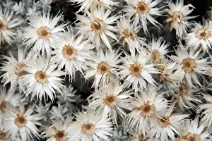 Dried Plant Prints: Dried white everlasting straw flowers -Helichrysum spp