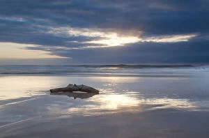 Driftwood lying on a beach at sunrise with a reflection on the wet sand, Cape Vidal South Africa