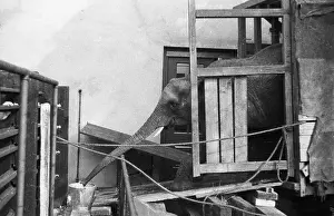 Bucket Prints: Drinking Elephant