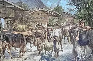 Alpine Prints: Driving up the cows to the Senner Alpe