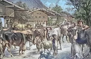 Landscapes Collection: Driving up the cows to the Senner Alpe, Almauftrieb, Allgaeu, Bavaria, Germany, Historic