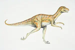 Strength Prints: Dromaeosaurus, red and black striped dinosaur with strong hind legs, side view