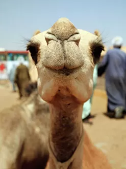 Middle East Gallery: Dromedary