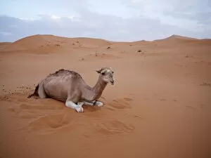 Dromedary or Arabian Camel -Camelus dromedarius-, resting in the sand dunes of the Erg Chebbi Desert, near Merzouga