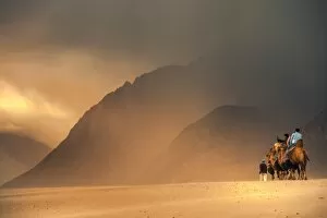Images Dated 23rd August 2014: Dromedary Camels (camelus dromedaris) in desert