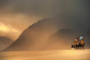 Images Dated 23rd August 2014: Dromedary Camels (camelus dromedaris) in desert