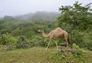 Camelid Gallery: Dromedary -Camelus dromedarius- crossing the green mountains during monsoon season