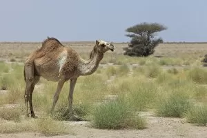 Dromedary Collection: Dromedary -Camelus dromedarius-, living in the wild, Ibri, Az Zahira, Oman