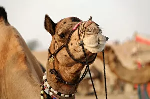 Images Dated 11th November 2008: Dromedary -Camelus dromedarius-, riding camel, in the Thar Desert, near Jaisalmer, Rajasthan, India