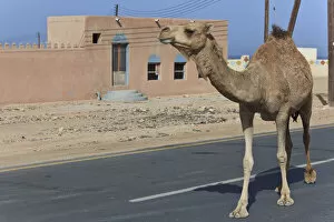 Oman Gallery: Dromedary -Camelus dromedarius- on a road, Quirat, Masqat, Oman