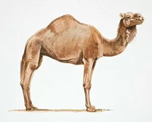 Dromedary Camel Gallery: Dromedary, Camelus dromedarius, side view of camel