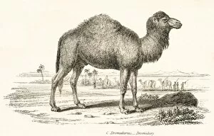 Dromedary Camel Gallery: Dromedary engraving 1803