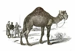 Dromedary Collection: Dromedary engraving 1851