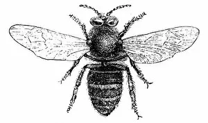 Images Dated 21st March 2016: Drone bee