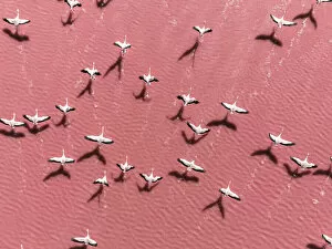 Abstract Aerial Art Prints Gallery: Drone image close to flamingos flying over Laguna Colorada, Bolivia