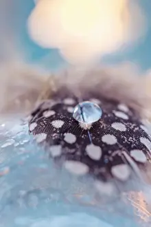 Drop of dew on a blue birds feather with spots on white background. Abstract artistic macro photo