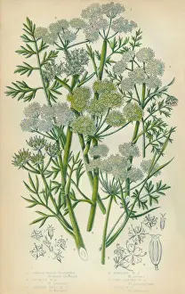 Vegetable Prints: Dropwort, Parsley, Hemlock, Victorian Botanical Illustration