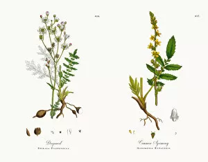 Images Dated 18th December 2017: Dropwort, Spiraea Filipendula, Victorian Botanical Illustration, 1863