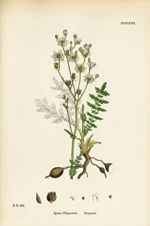 Images Dated 19th September 2017: Dropwort, Spiraea Filipendula, Victorian Botanical Illustration, 1863