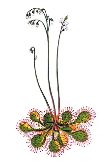 Drosera rotundifolia, the round-leaved sundew or common sundew