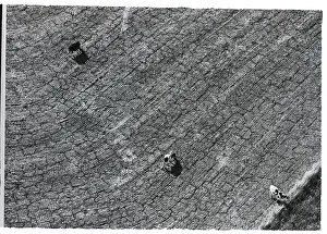 Drought Prints: Drought In Texas