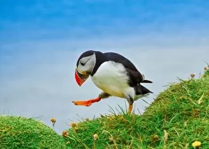 Images Dated 13th August 2012: Drunk puffin in Latrabjarg cliffs, Iceland