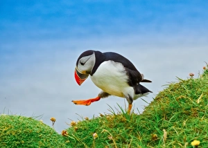 Iceland Gallery: Drunk puffin in Latrabjarg cliffs, Iceland