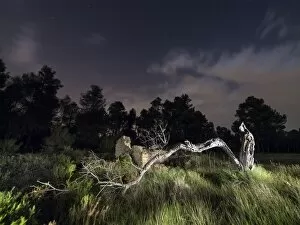 Dry and broken tree in a forest at night